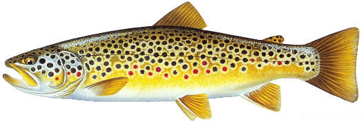 Mackinaw Trout